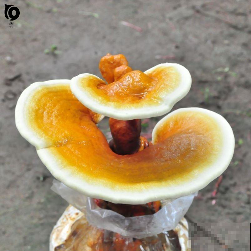 在家种两种菜，现在种过年正好能吃，栽种难度不大还省钱