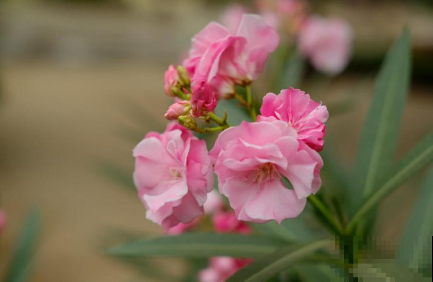 你以为养花很安全?惨案不时发生,下手的都是自己人! 你以为养花很安全?惨案不时发生,下手的都是自己人!