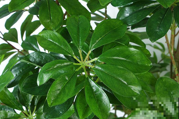 鸭掌木这么养,方法简单不黄叶,越长越旺盛! 鸭掌木这么养,方法简单不黄叶,越长越旺盛!