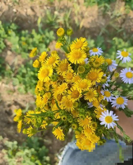 5种小野花,春天养护太美了,随便挖一颗回家吧! 5种小野花,春天养护太美了,随便挖一颗回家吧!