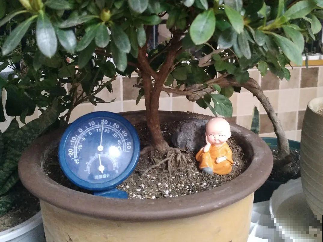 土里浇点果皮水，能维持土壤酸性，茉莉兰花开爆盆