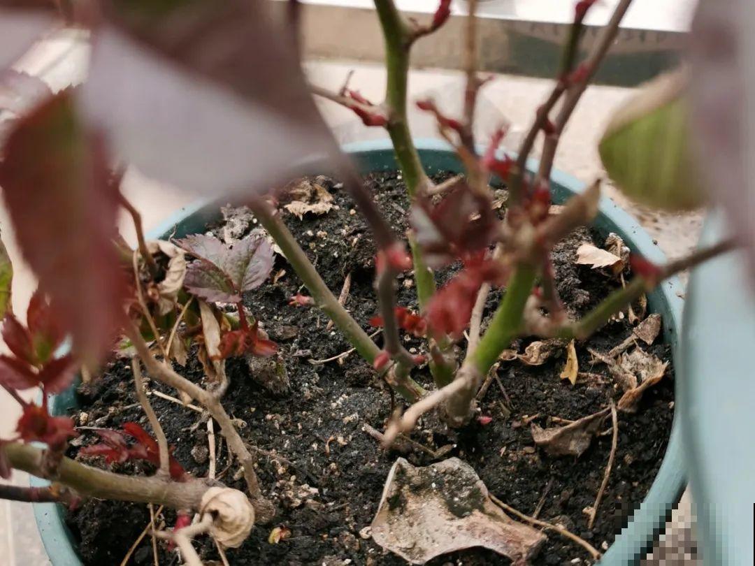带花芽的枝条不能修剪，未来全是花苞，一剪就亏了