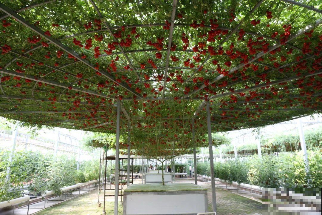 南瓜个头大的出奇，卖了2万8，比养猪还赚钱