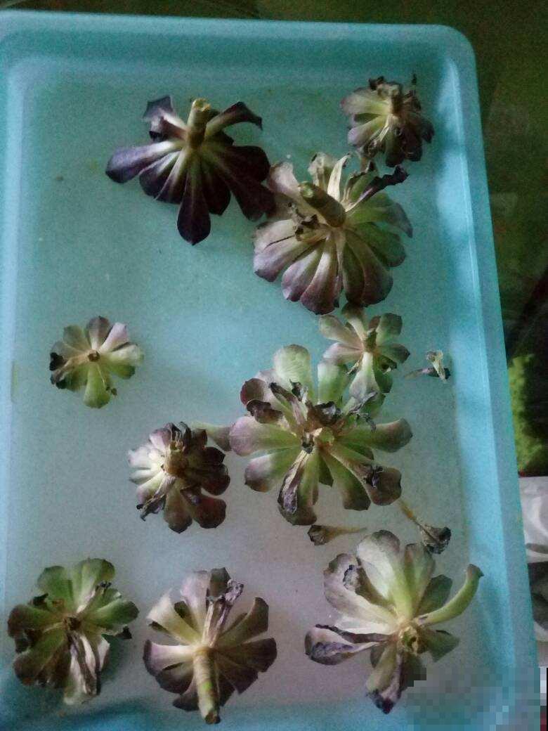 多肉出现4种情况,其实是在求救,要赶紧重视起来! 多肉出现4种情况,其实是在求救,要赶紧重视起来!