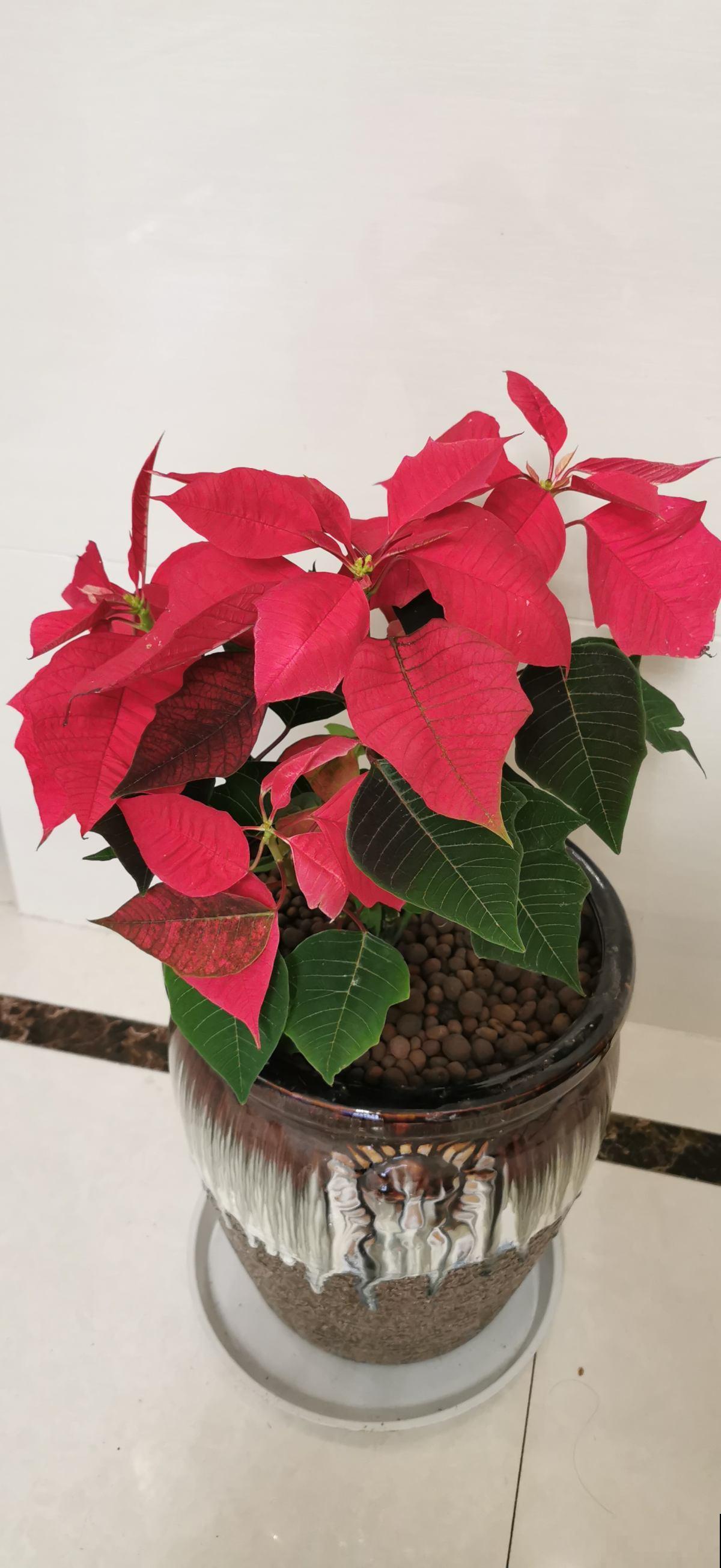 过年养这10种花，漂亮又吉祥，欢欢喜喜过大年！