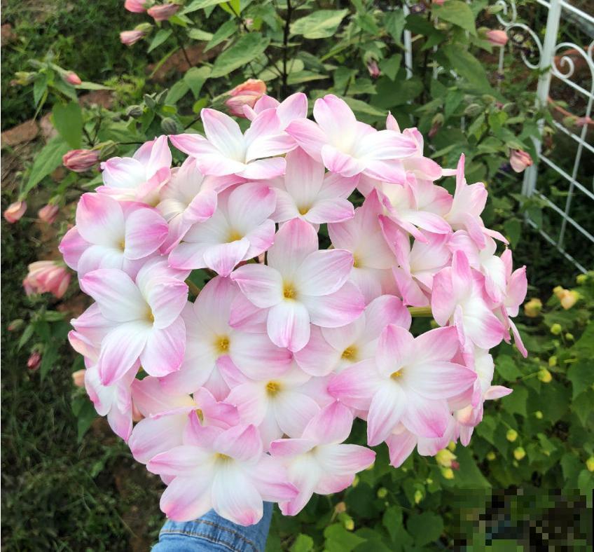 掌握不好养护技巧，风雨兰当然不开花，3招教你狂开花！