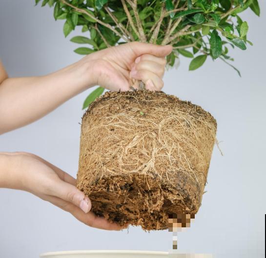 花出现7种情况，必须换盆，否则花活不过春天