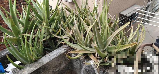 家里养这10种花,冻伤了要赶紧救,晚了就救不回来了 家里养这10种花,冻伤了要赶紧救,晚了就救不回来了