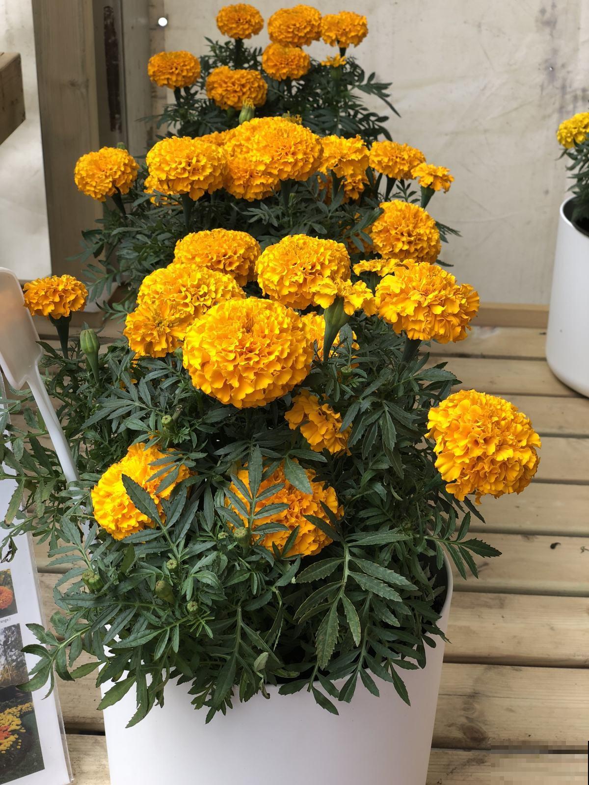 超级美的10种菊花,五彩缤纷,太好看了! 超级美的10种菊花,五彩缤纷,太好看了!