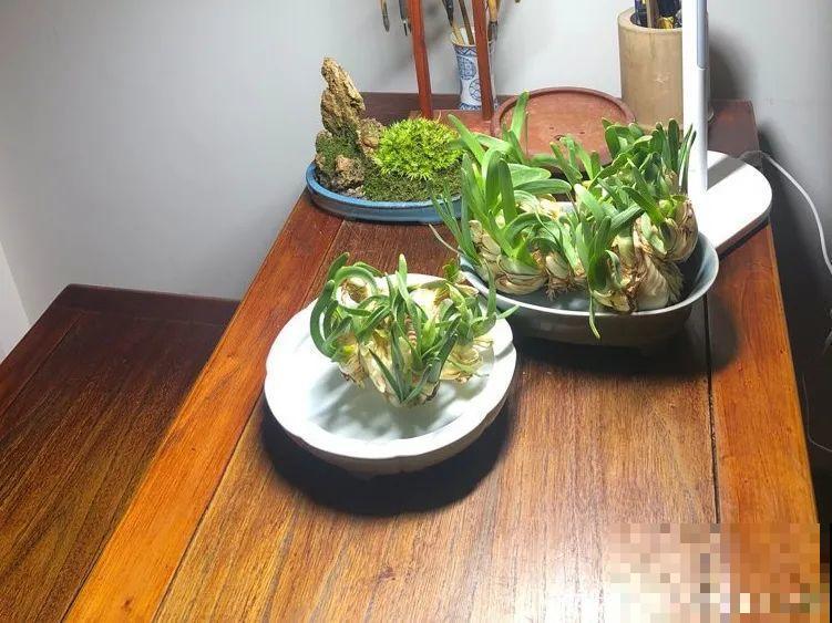 牙签串大蒜，冒充七彩水仙？千万别上当！