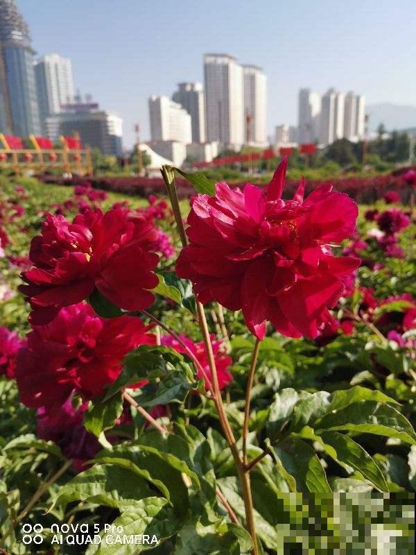 4种花，越凉爽长得越好，太热反而不开花