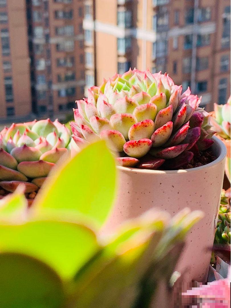 通过养花交到的朋友，是我一生的荣幸……