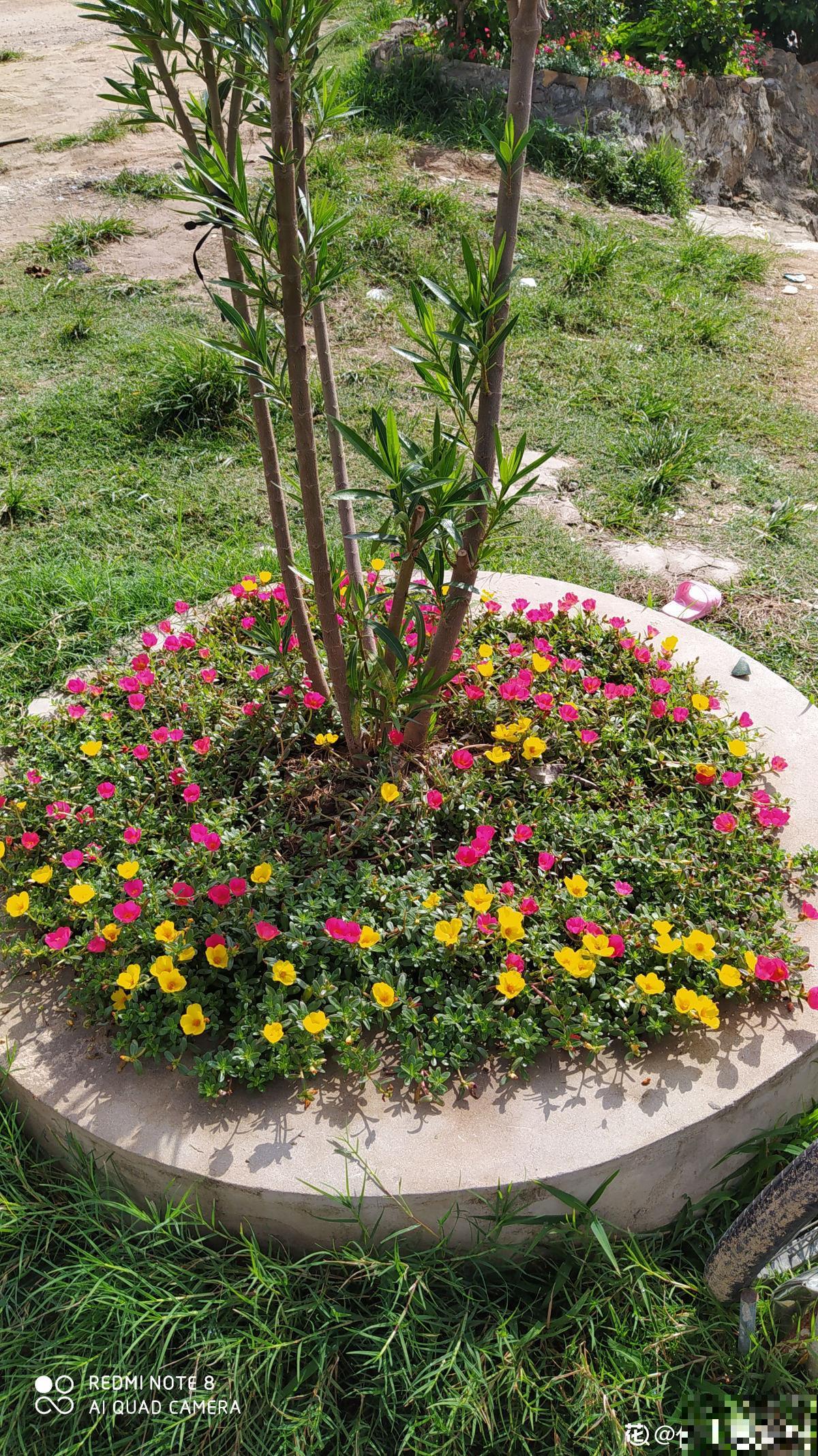 七旬老人在江边荒地养花，6年间种出花园，实在令人钦佩！