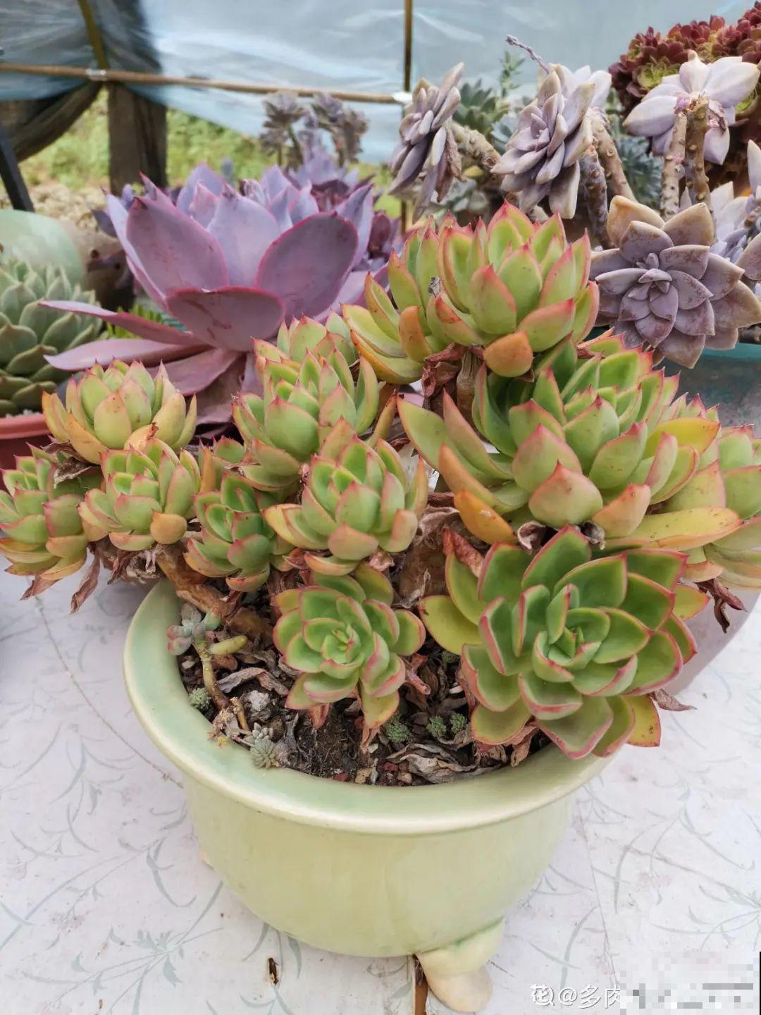 自然生长的多肉，叶子肥嘟嘟，壮得像大白菜