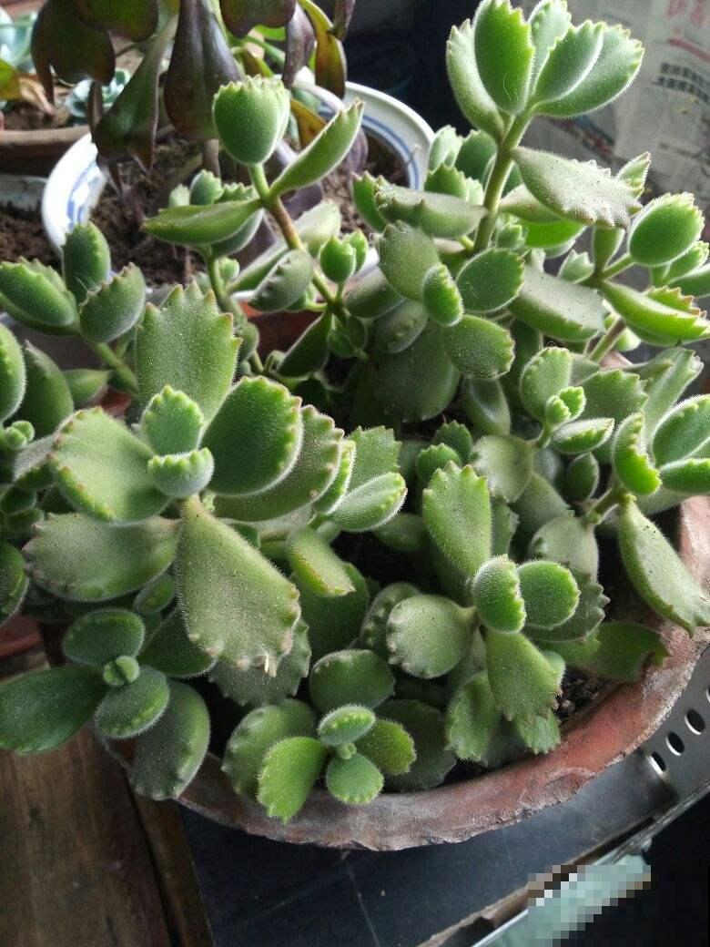 植物叶子也要经常擦，经常擦一擦，有利于光合作用