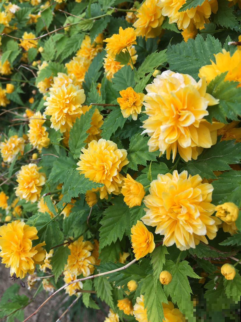 春天在院子里养花，种这6种，能开上千朵花