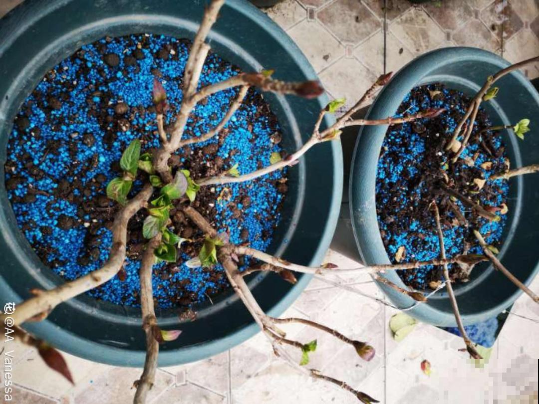 土里浇点果皮水，能维持土壤酸性，茉莉兰花开爆盆