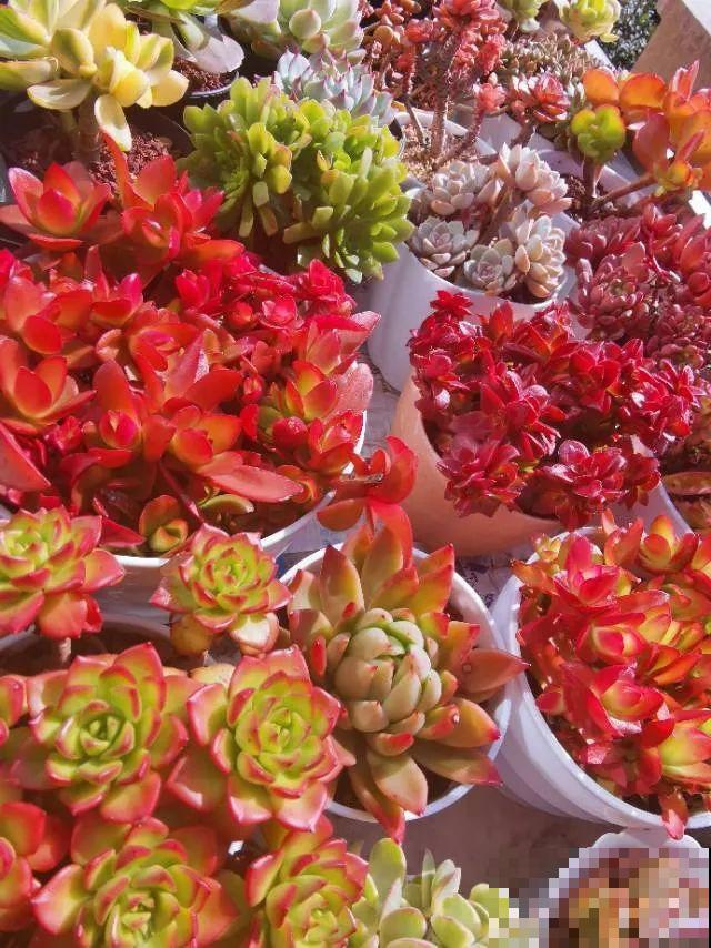 快过年了，肉崽子们都红火起来，陪我一起过节！