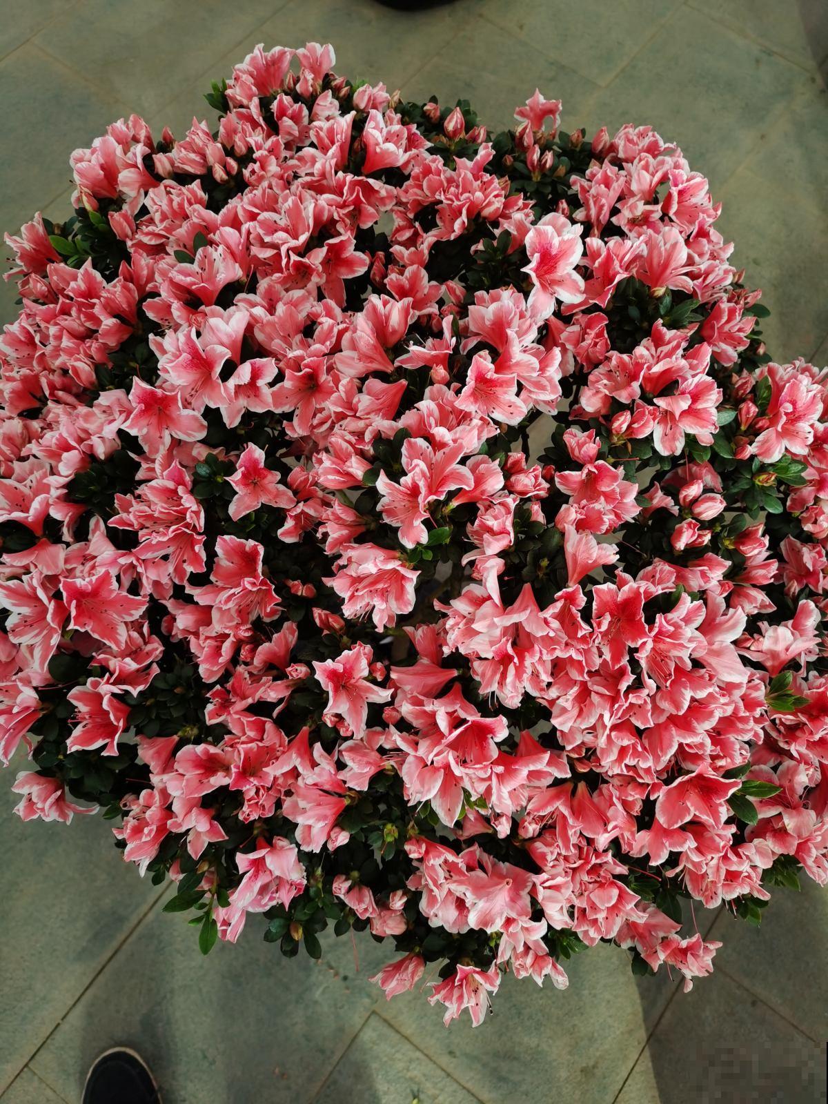 家里养盆守家树，镇宅纳福，一年到头红红火火