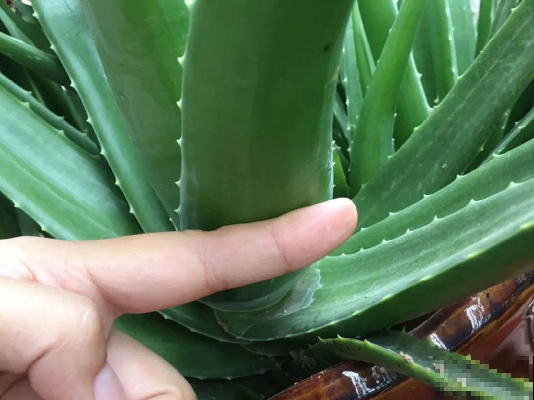 16种花，能养成传家宝，养个几十年没问题