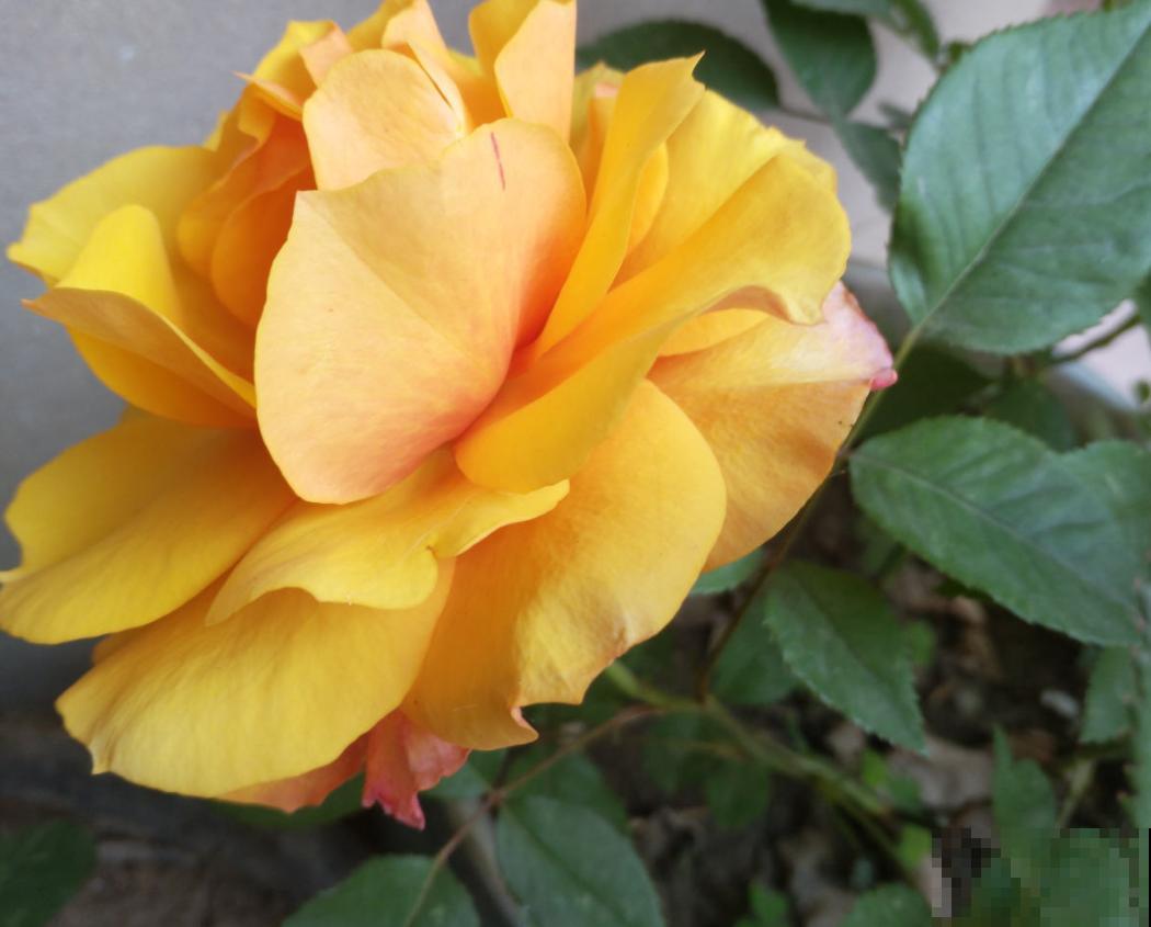 这种花美得很独特,家里种一盆,亲戚抢着要! 这种花美得很独特,家里种一盆,亲戚抢着要!