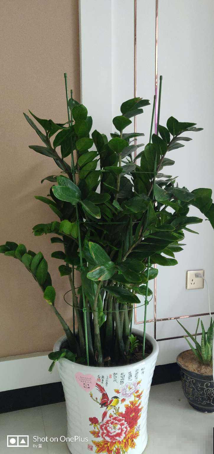 过年不知道买什么花，3种类型随便挑，好养寓意也好