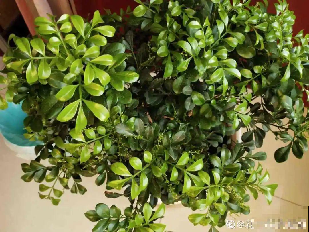 米兰要慎养，掉叶子第一名，光杆很难救活！