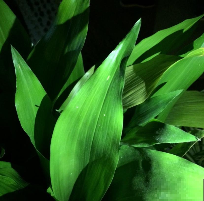 一叶兰耐阴又耐旱,皮实又好养活,注意3点咋养都好! 一叶兰耐阴又耐旱,皮实又好养活,注意3点咋养都好!