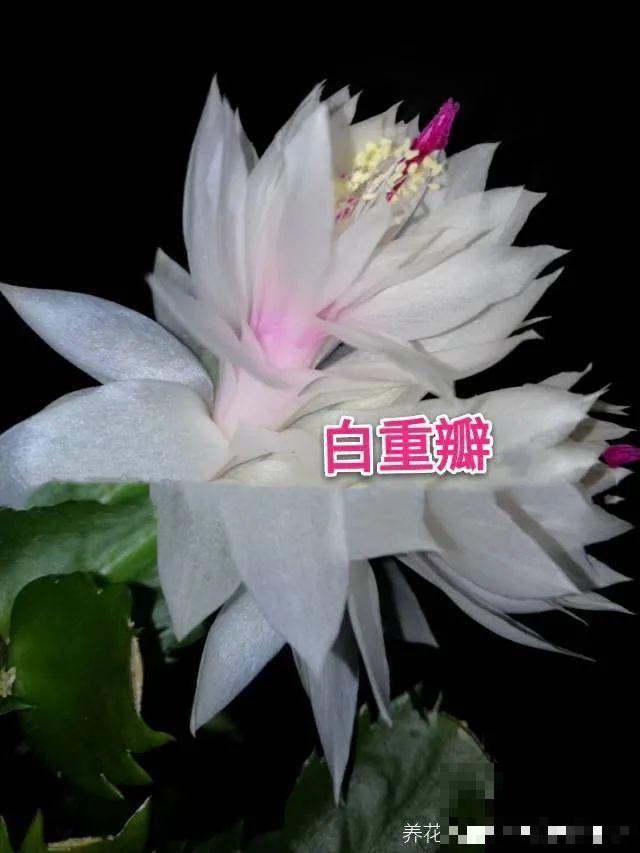 上万块的蟹爪兰，开花像烟花，养过的人不多