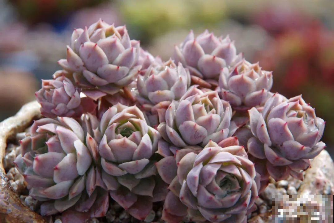 多肉要是养好了，精致得像艺术品，光看就很满足了