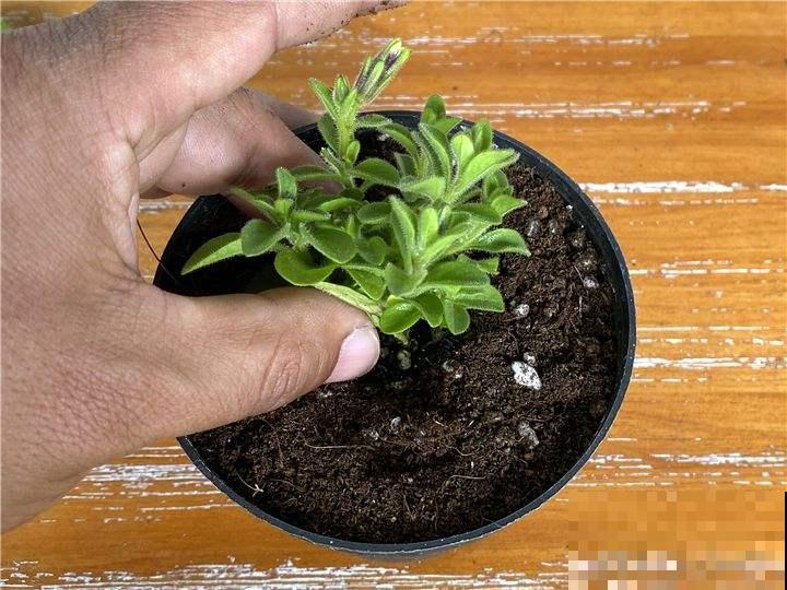 想要养好矮牵牛，这些要点必须掌握，轻松爆成“大花球”