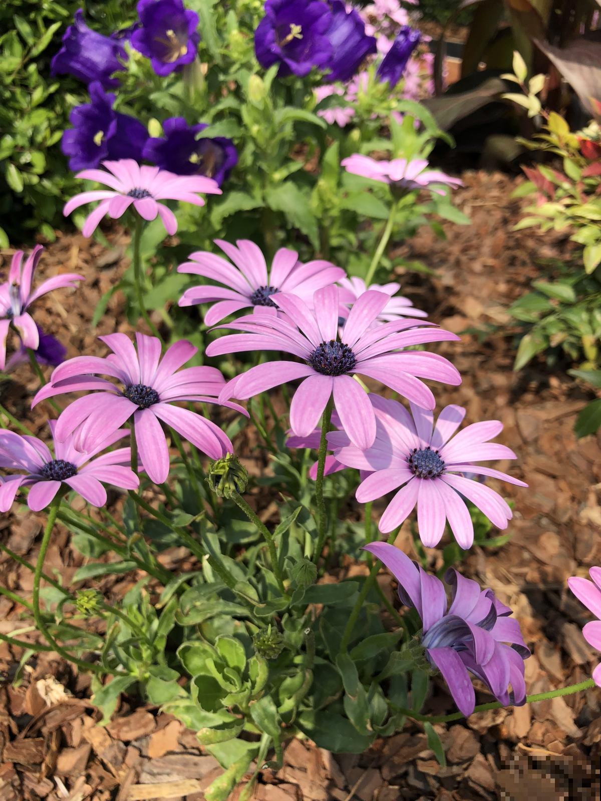 熟知非洲菊养护要点，四季皆可开花，养在家里漂亮极了！