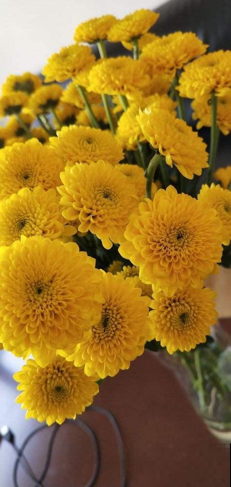 家里养5种花,花期时间超长,不凋零开不败 家里养5种花,花期时间超长,不凋零开不败