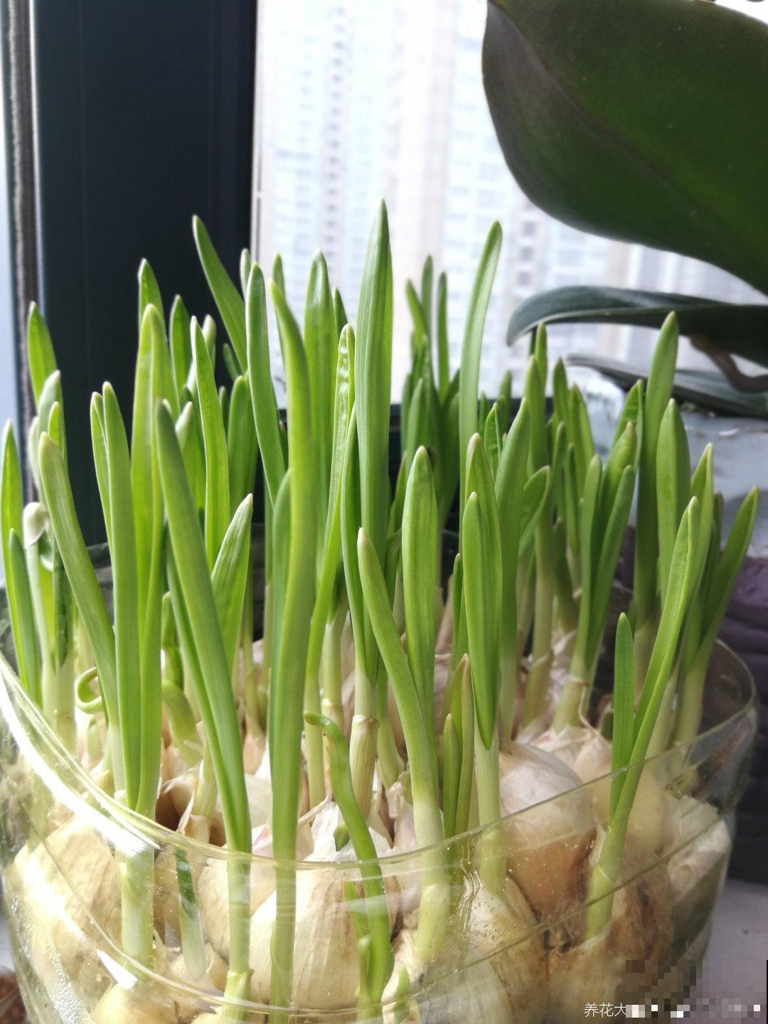 在吃大蒜这件事上，为啥北方人爱不释口，南方人一口都不吃？