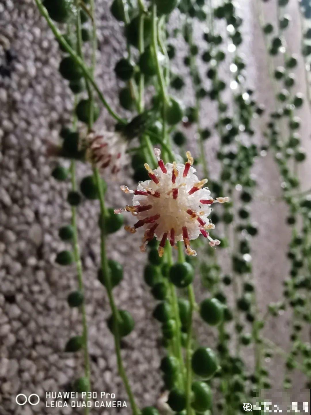 谁说多肉长得慢？养这3种，2个月长成瀑布