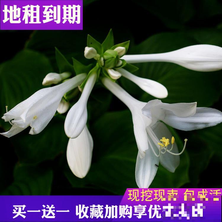 12种幸运花，你是几月出生，最旺你的花就是那它！