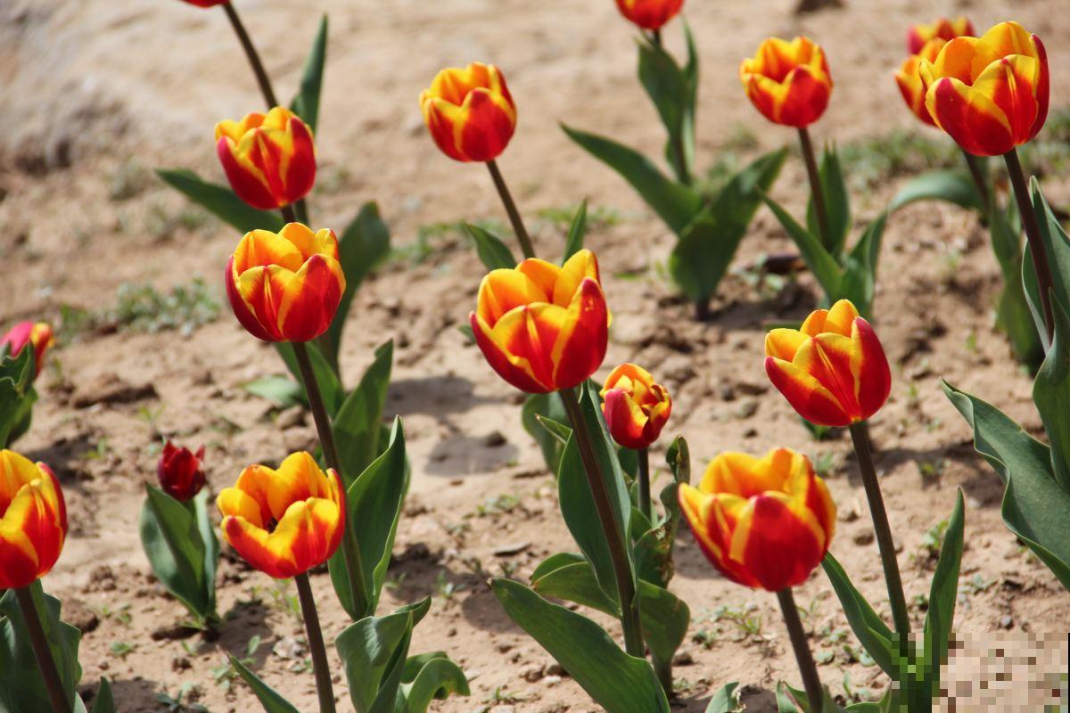 养护郁金香，做好4点，冬天也能绽放！