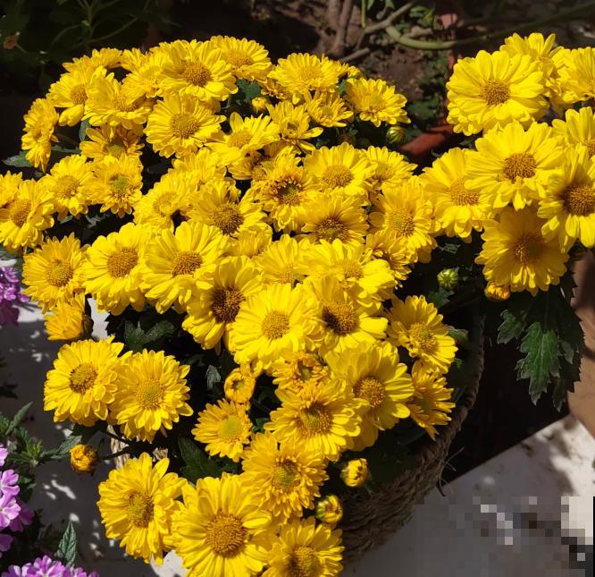 家里养盆千头菊，开花呼呼爆盆，一盆能开上百朵