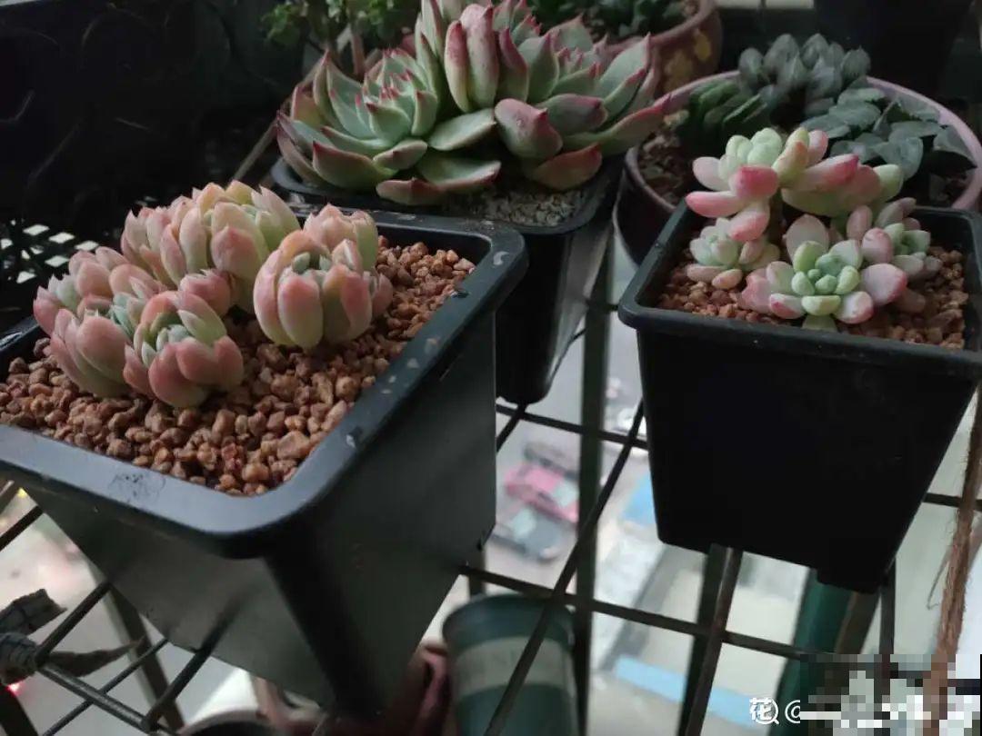 选不对花盆，啥花都被你养死了！