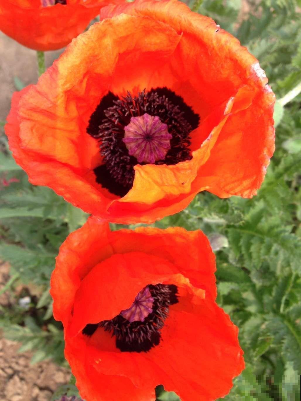 在家想养虞美人，注意做好这4点，每一盆都能开出漂亮的花！