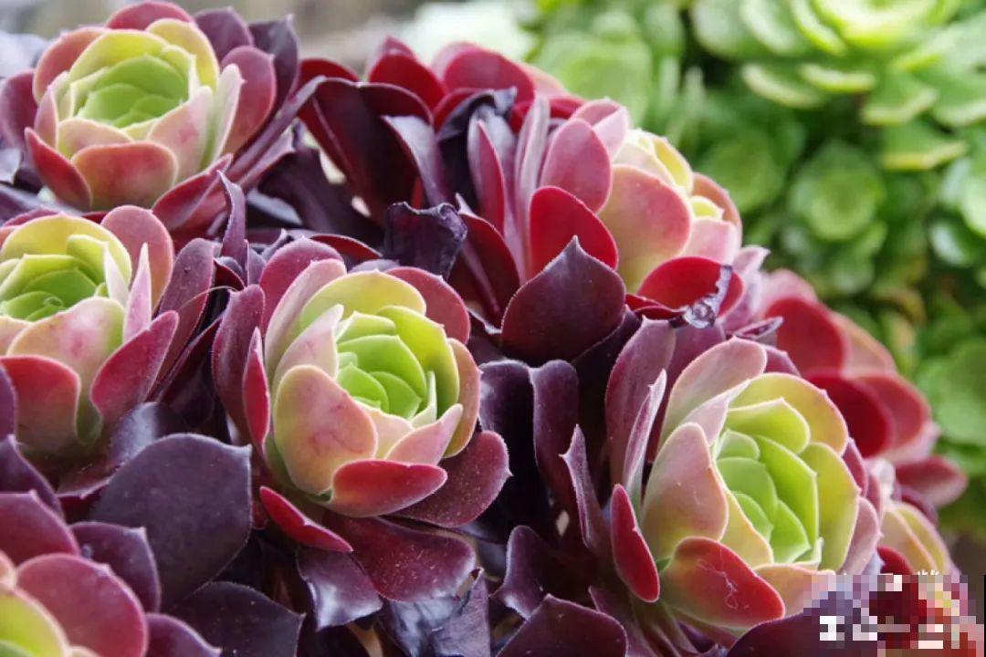 多肉要是养好了，精致得像艺术品，光看就很满足了