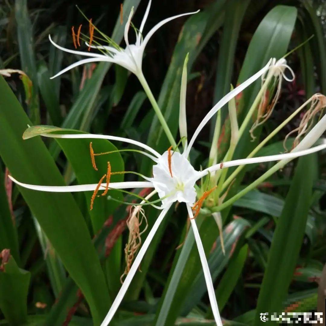 有些花名字太奇葩，叫出口太尴尬，开花却很美