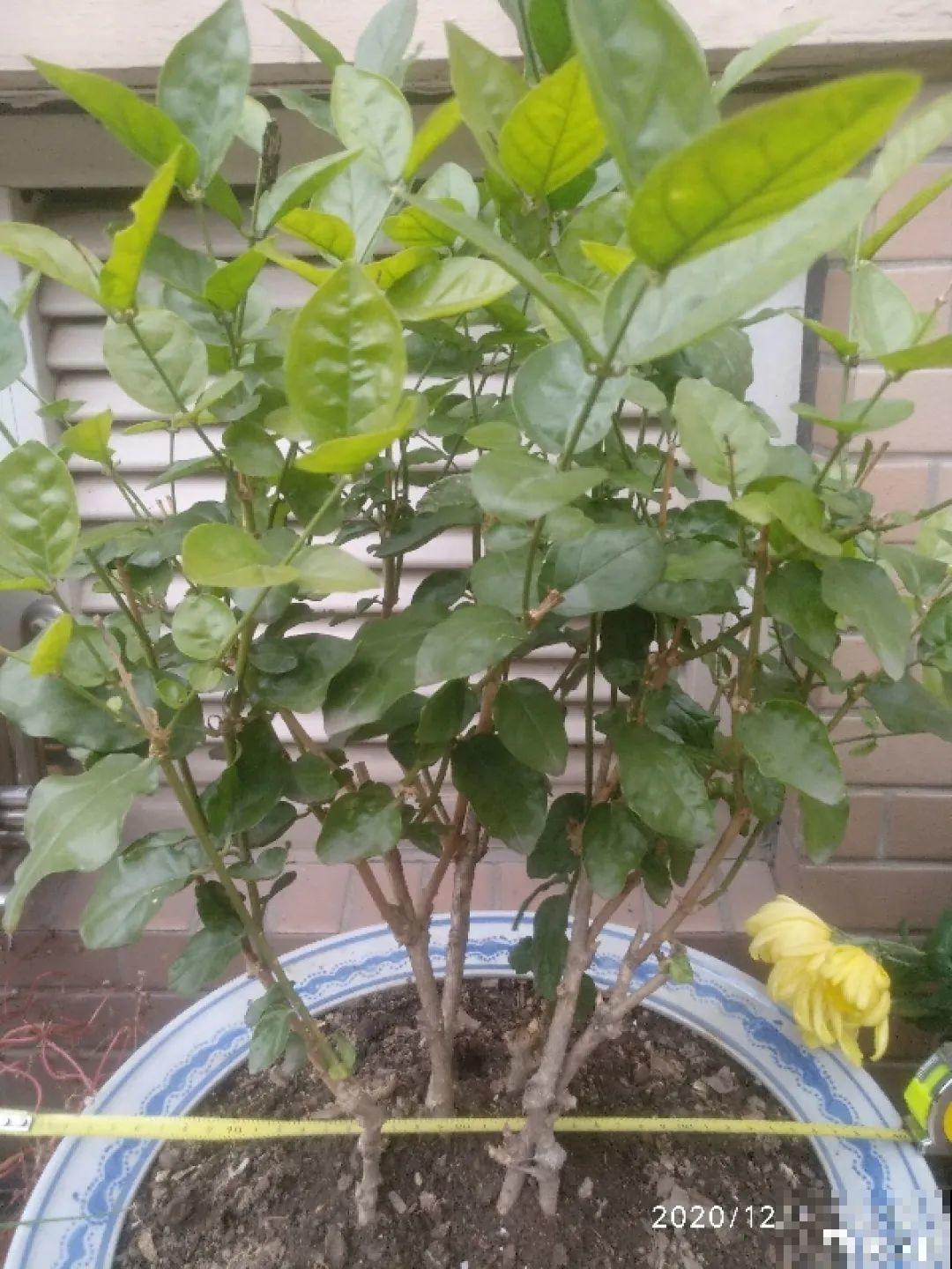 管住手！这几样事少做，花才能安稳过冬！