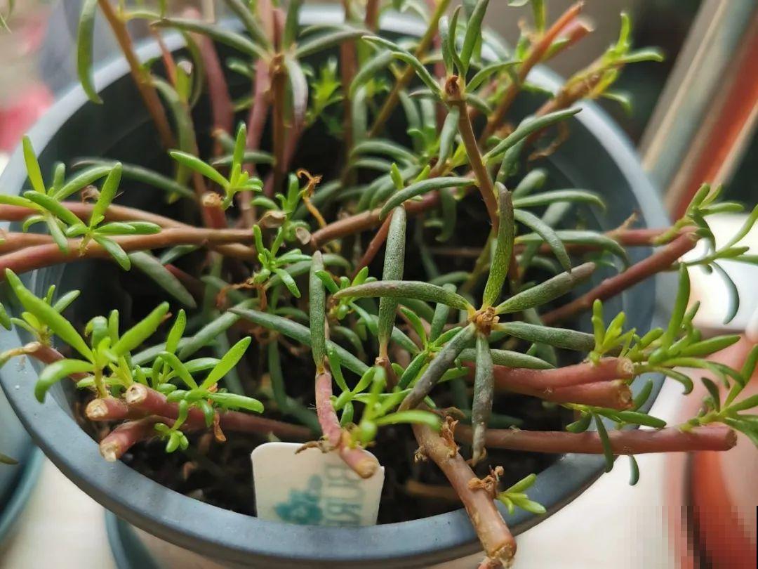 常见的20种花，赶紧搬进屋，再不管就冻死了