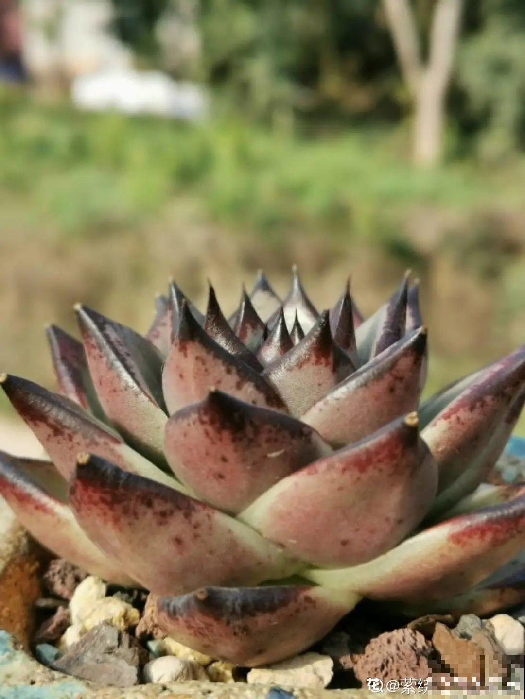 我在村里种多肉,盆盆状态美如画,城里人眼馋 我在村里种多肉,盆盆状态美如画,城里人眼馋