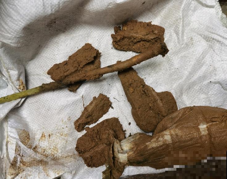 10年的绣球大老桩，九块钱也别买，难开花还浪费感情