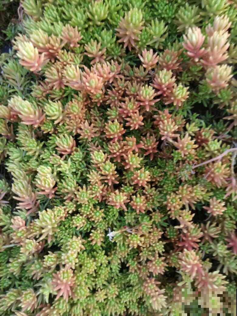 垂盆草生命力顽强，做好这4点，轻松长爆盆！