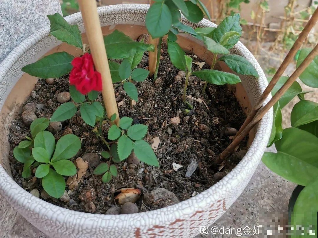 惊蛰之后，小虫乱飞，教你16种杀虫方法