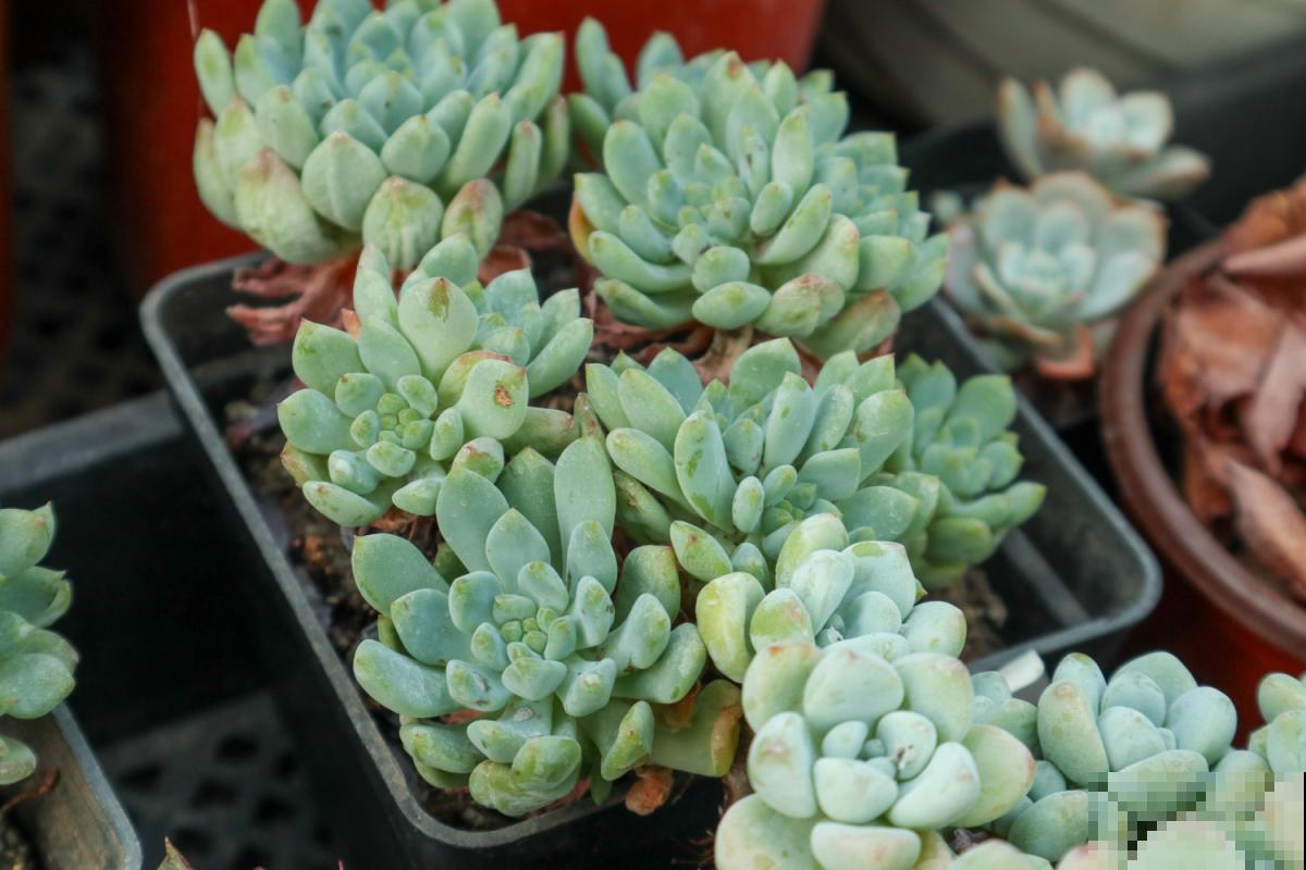 老花匠的养肉秘方，避开5个坑，才能养出结实多肉