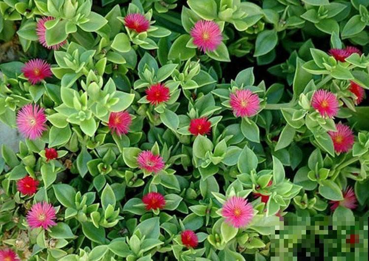 这4种植物生长速度很快，轻松开满整个阳台，急性子不要错过！